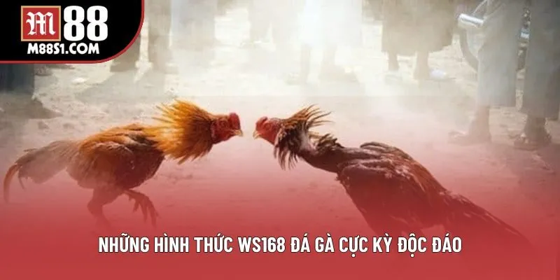 Những hình thức WS168 đá gà cực kỳ độc đáo Những hình thức WS168 đá gà cực kỳ độc đáo